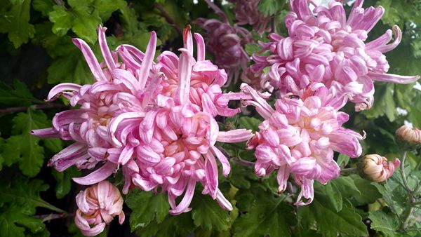 1570443886964037707.jpg 菊华寒露浓,兰愁晓霜重。IMG_20190913_172237王天喜_副本_副本.jpg