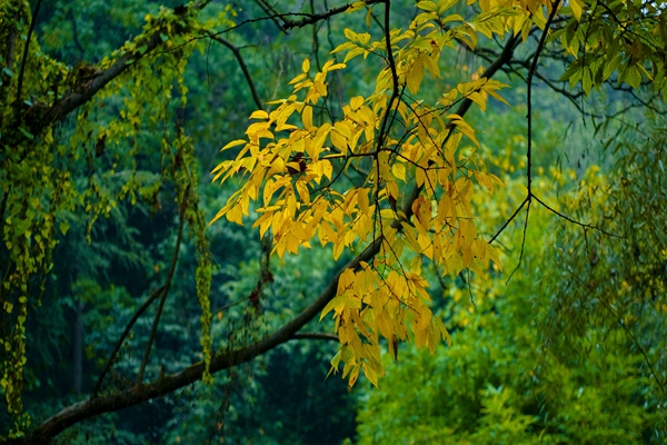 1.霜降三旬后，蓂馀一叶秋（陈罡 摄）_副本.jpg