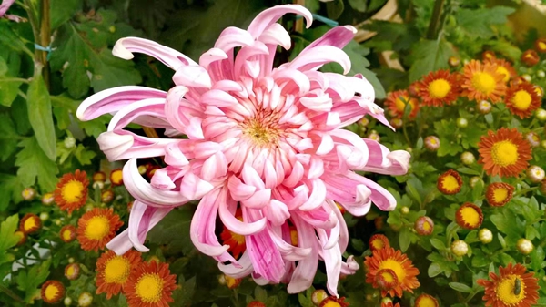不是花中偏爱菊，此花开尽更无花。郭建华_副本_副本.jpg