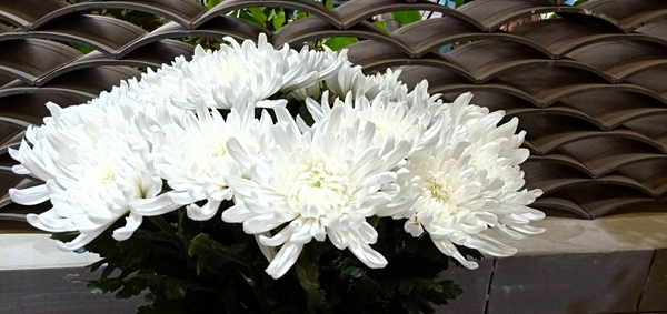 满园花菊郁金黄，中有孤丛色似霜。杨燕_副本_副本.jpg