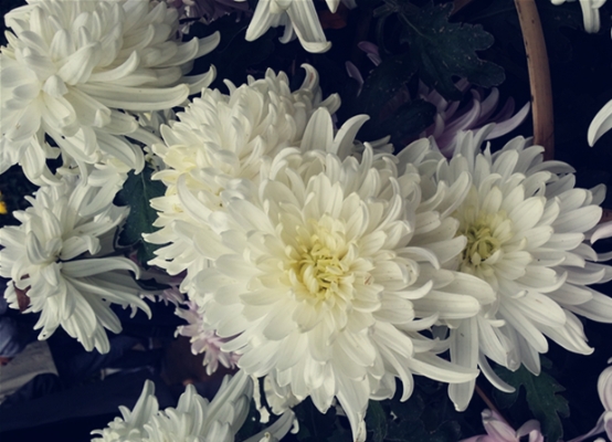 菊花13.jpg