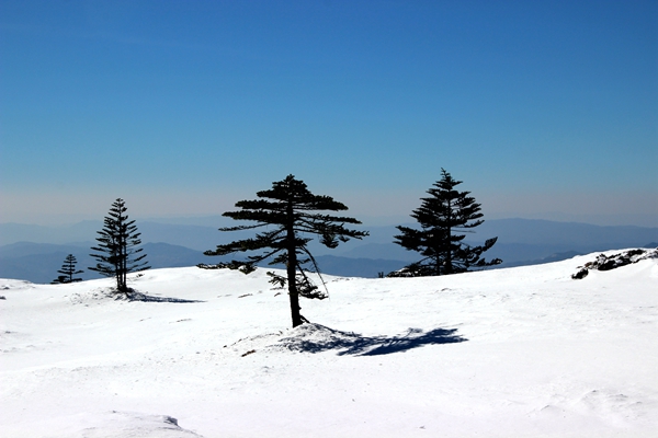 孤标百尺雪中现，长啸一声风里闻。IMG_8452_副本_副本.jpg