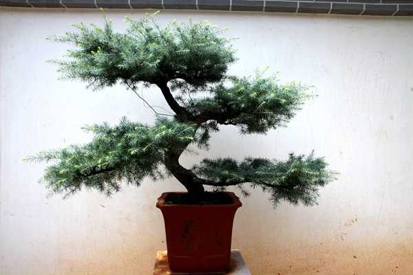 怜君孤秀植庭中，细叶轻阴满座风。IMG_1215_副本_副本_副本.jpg