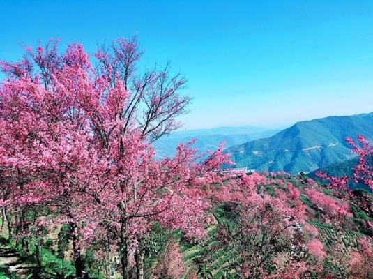 远山如黛，涂抹于天地之间，层林尽染，粉墨怒放。_副本.jpg