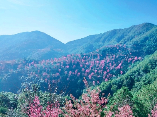 绿色是大地温柔，蓝色是万里无云，而粉色，是冬日无量山的漫山欢喜。_副本.jpg
