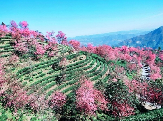 梯田层层向上，樱花树点缀其间，色彩交织，是天地挥笔而成的画卷。_副本.jpg