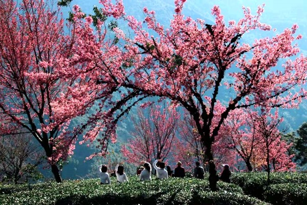 “人比樱花娇”。阳光穿过层层山林变得朦胧，人和盛放的樱花树一同俯瞰那山谷深处，是鸟语花香，也是人间烟火。_副本.jpg
