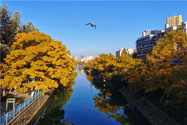 大观，王廷彪 (4).jpg