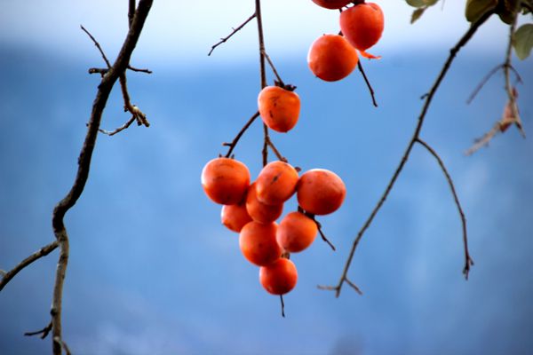 柿叶翻红霜景秋，碧天如水倚红楼。IMG_9097_副本_副本.jpg