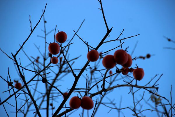 晓连星影出，晚带日光悬。IMG_9081_副本_副本.jpg