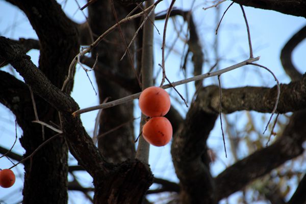 芦花雁断无来信，柿子霜红满树鸦。IMG_9080_副本_副本.jpg