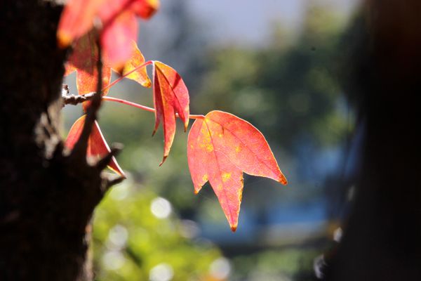 烟草连天枫树齐，岳阳归路子规啼。_副本.jpg