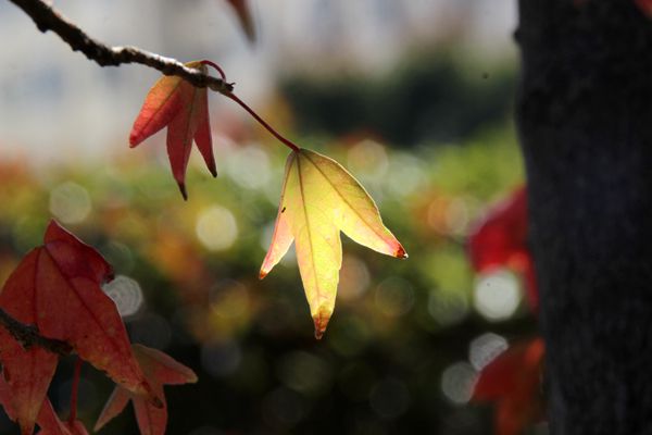 山店橘花发，江城枫叶新。副本_副本.jpg