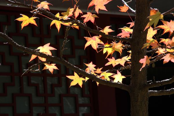 林暗交枫叶，园香覆橘花。副本_副本.jpg