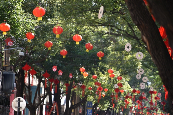绿树挂上了红灯笼，日头正暖，年味渐浓。.jpg