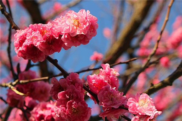 bb461160858ac073c58d65620d9dd08_副本.jpg
