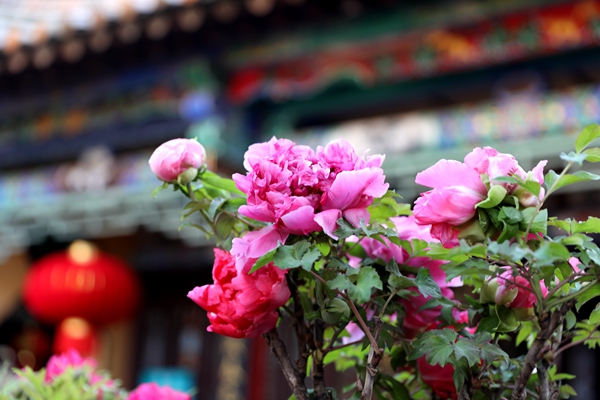 春风爱惜未放开，柘枝鼓振红英绽。367A1440_副本_副本.jpg