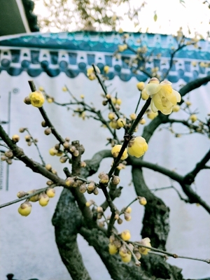 砌下落梅如雪乱，拂了一身还满。.jpg