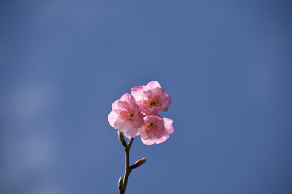 樱花_副本.jpg