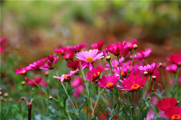 花5.jpg