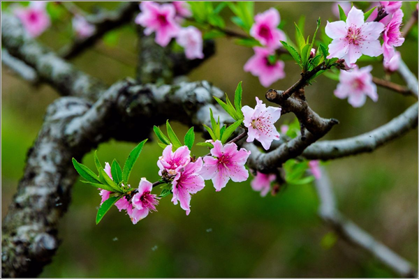 桃花 (9).png