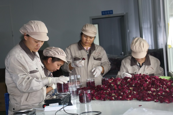 云南圣木生物制药有限公司对成品进行称重装瓶.jpg