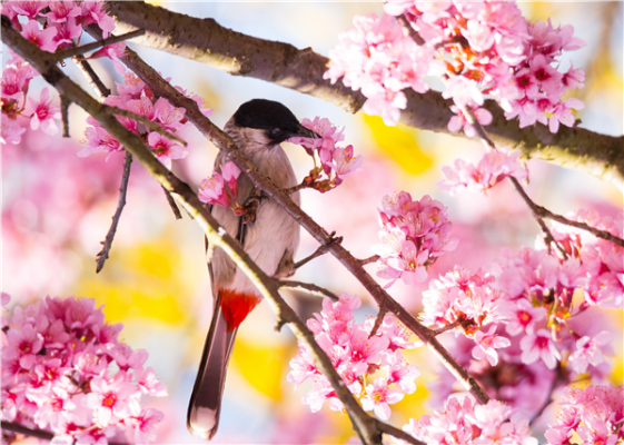 春暖花开  (34).png