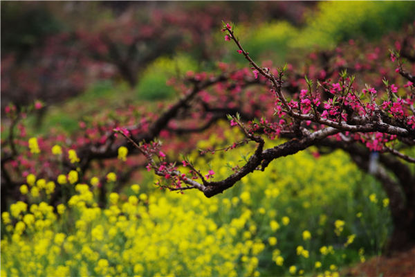 桃花 (12).png