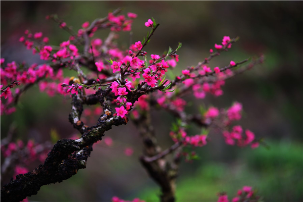 桃花 (36).png