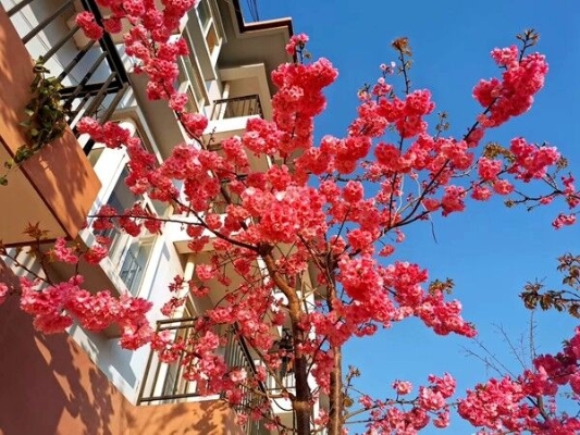 樱花.jpg