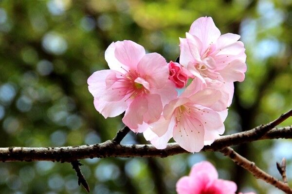 粉色樱花.jpg