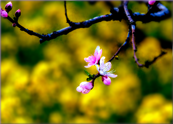 桃花 (32).png