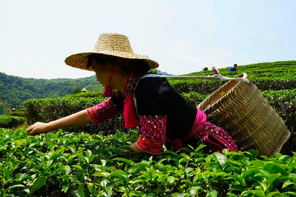 4清明采茶 (6)_副本_副本.jpg