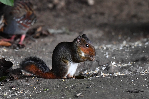 DSC_1281  12_副本.jpg