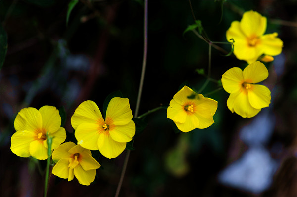 1迎春花.jpg