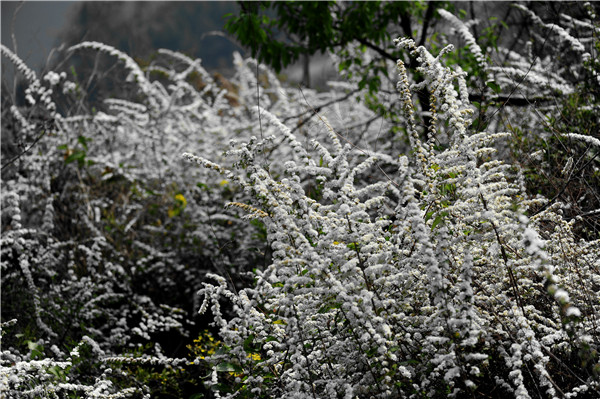 2绣线菊.jpg
