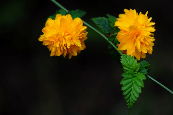 3地坛花.jpg