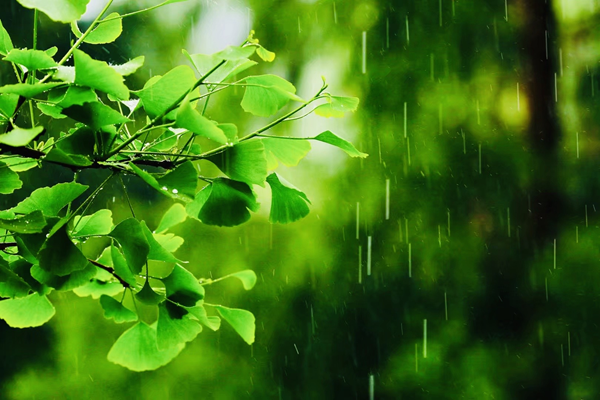 雨儿 (2)_副本.png