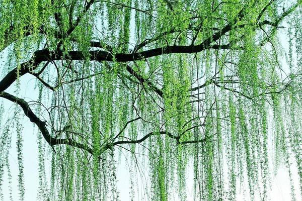 贾建荣—柳之韵 (8)_副本_副本.png
