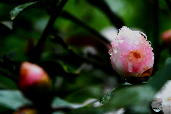 雨中茶花 (3)_副本.png