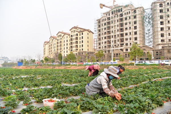 2.“我们是替老板打工的，但我们用双手收获幸福。”草莓地里，一群大姐有说有笑的采摘草莓装车。（赵芬 摄）.jpg