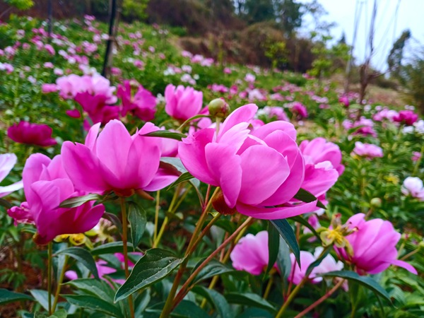 见说君家红芍药，尽把春愁忘却邱松1_副本.jpg