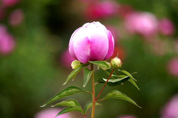 芍药花开出旧栏，春衫掩泪再来看邱松4_副本.jpg