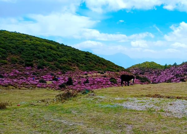 万壑树参天，千山响杜鹃胡金喜_副本.jpg