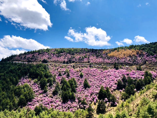 何须名苑看春风，一路山花不负侬吴建坤 (1)_副本.jpg