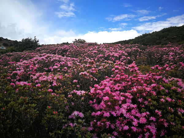 杜鹃花里杜鹃啼，浅紫深红更傍溪吴建坤 (2)_副本.jpg