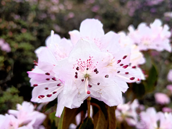 最惜杜鹃花烂漫，春风吹尽不同攀杨燕2_副本.jpg