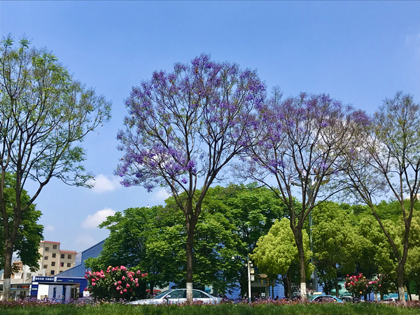 蓝花楹_副本.jpg