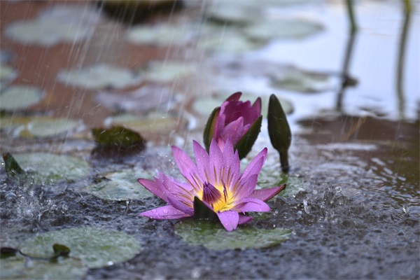 2 雨打荷花.jpg