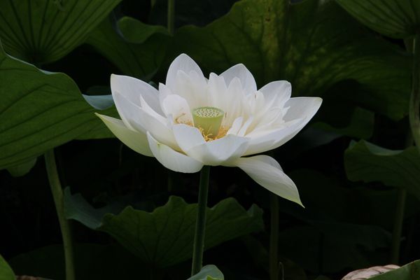 7吴建坤 (1)_副本.jpg